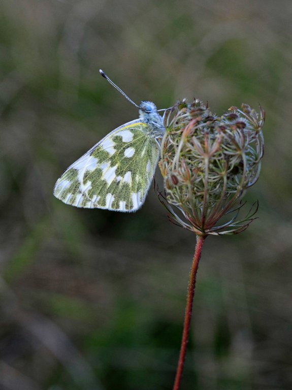 Pontia edusa (o daplidice ?)